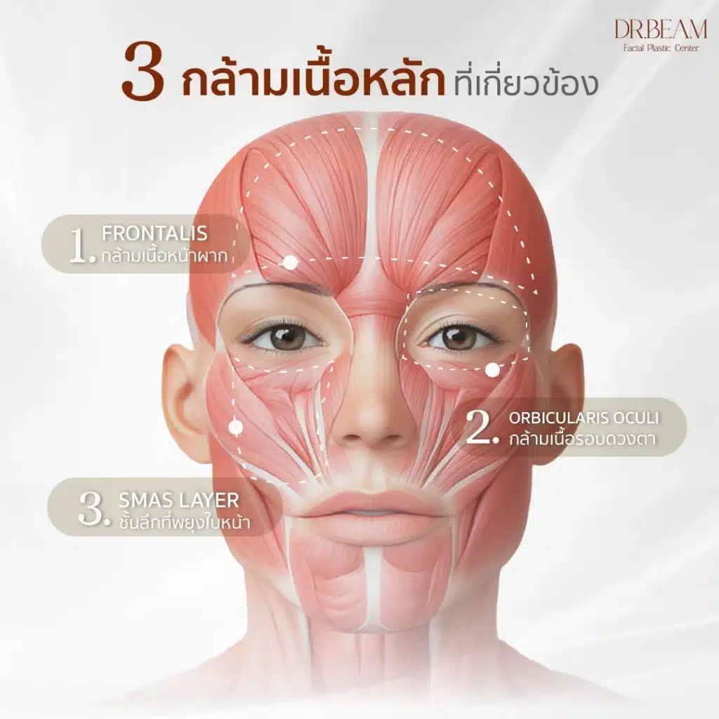 3 กล้ามเนื้อหลักที่เกี่ยวข้อง โครงสร้างรอบดวงตา